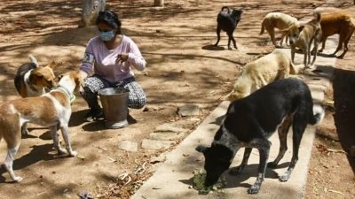 Animal 1